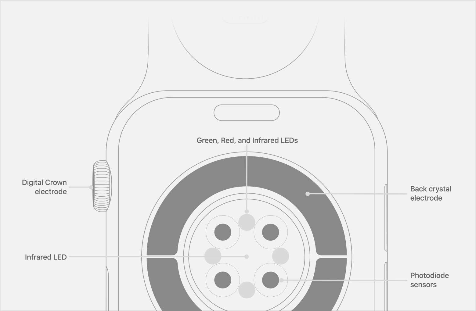Sensors At The Back Of Apple Watch